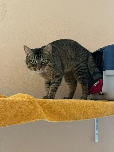Obi-Wan, male 3yo European Shorthair for adoption at Tierheim Cottbus, Cottbus