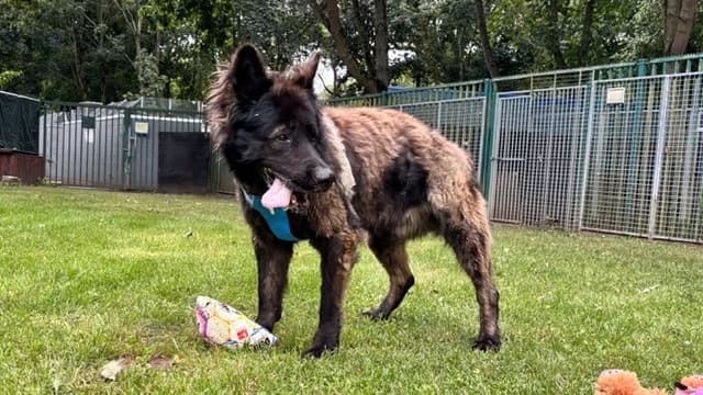 Ork, male 7yo Mixed Breed Cat for adoption at Tierheim Cottbus, Cottbus