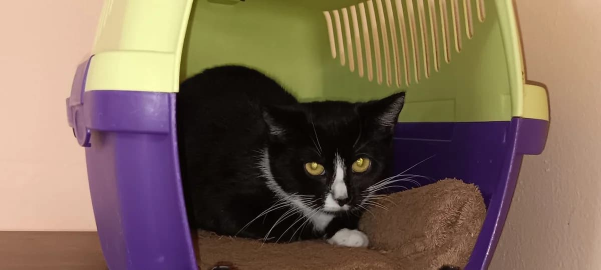 Poppy, female European Shorthair for adoption at Cottbus