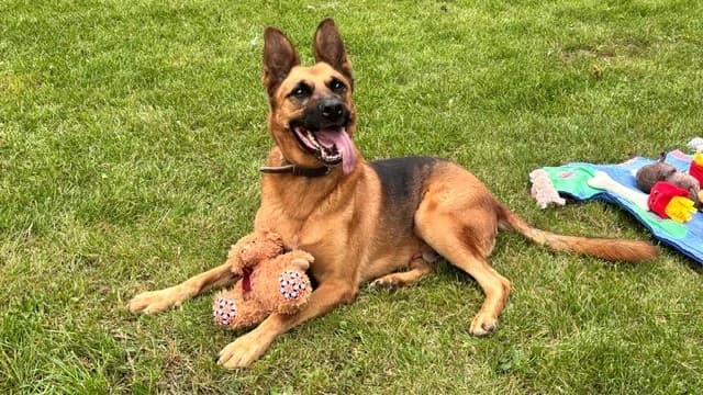 Richard, male senior German Shepherd for adoption at Tierheim Cottbus, Cottbus