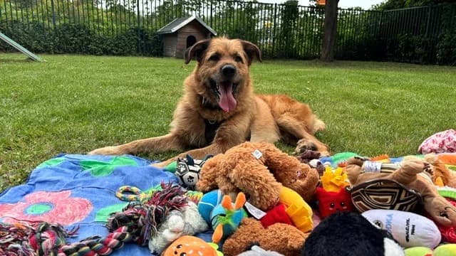 Sherlock, male 7yo German Shepherd for adoption at Tierheim Cottbus, Cottbus