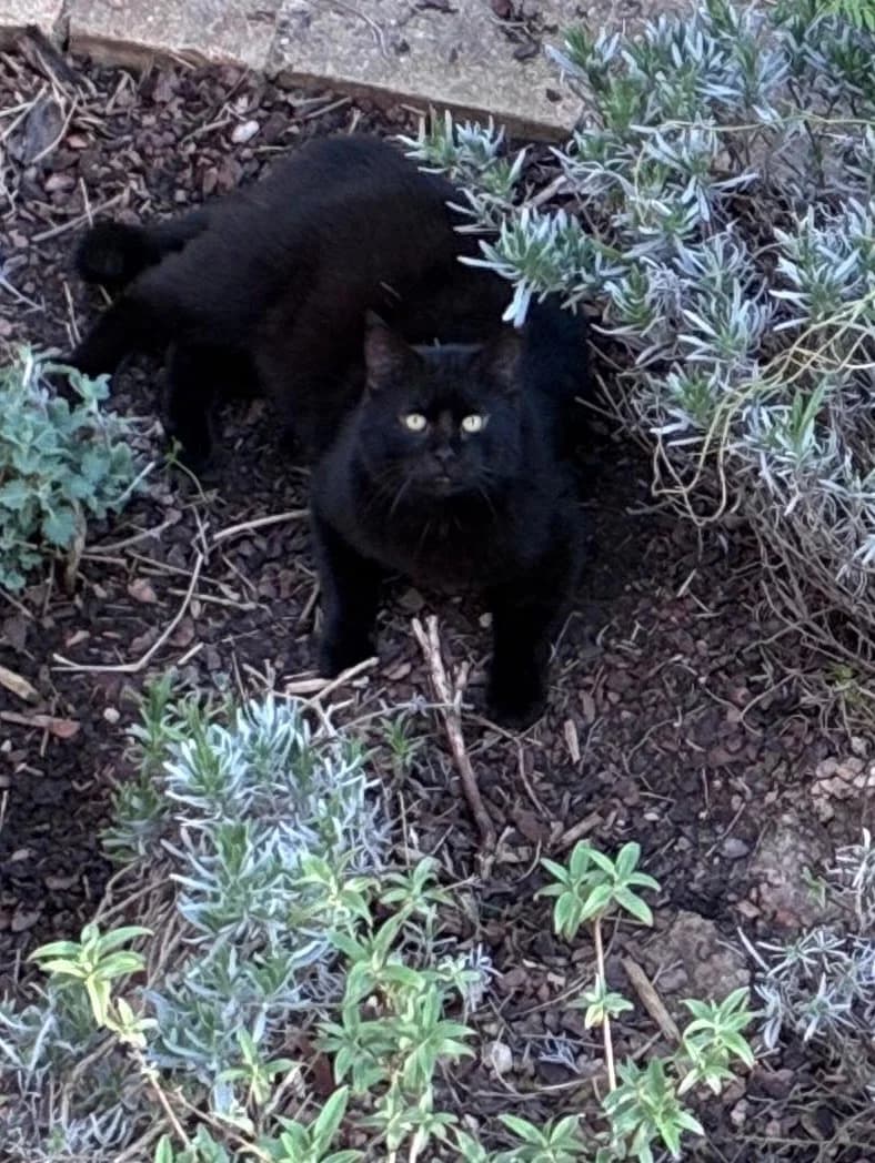 Yoyo, female mixed breed for adoption at Tierheim Crailsheim