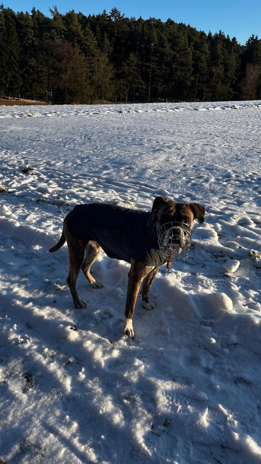 Berta, female Belgian Malinois for adoption at Tierheim Crailsheim