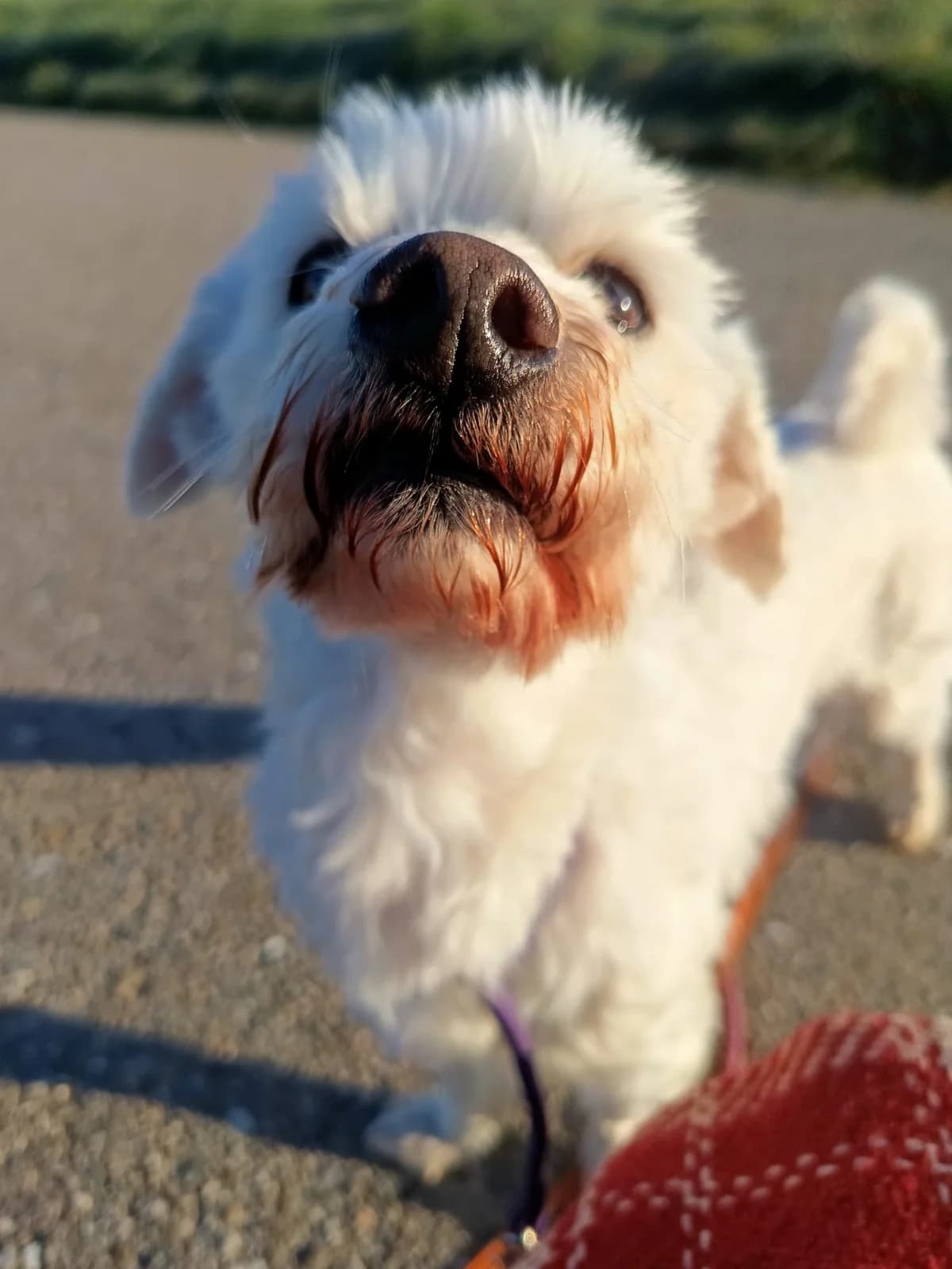 Pixel, male Belgian Malinois for adoption at Tierheim Crailsheim