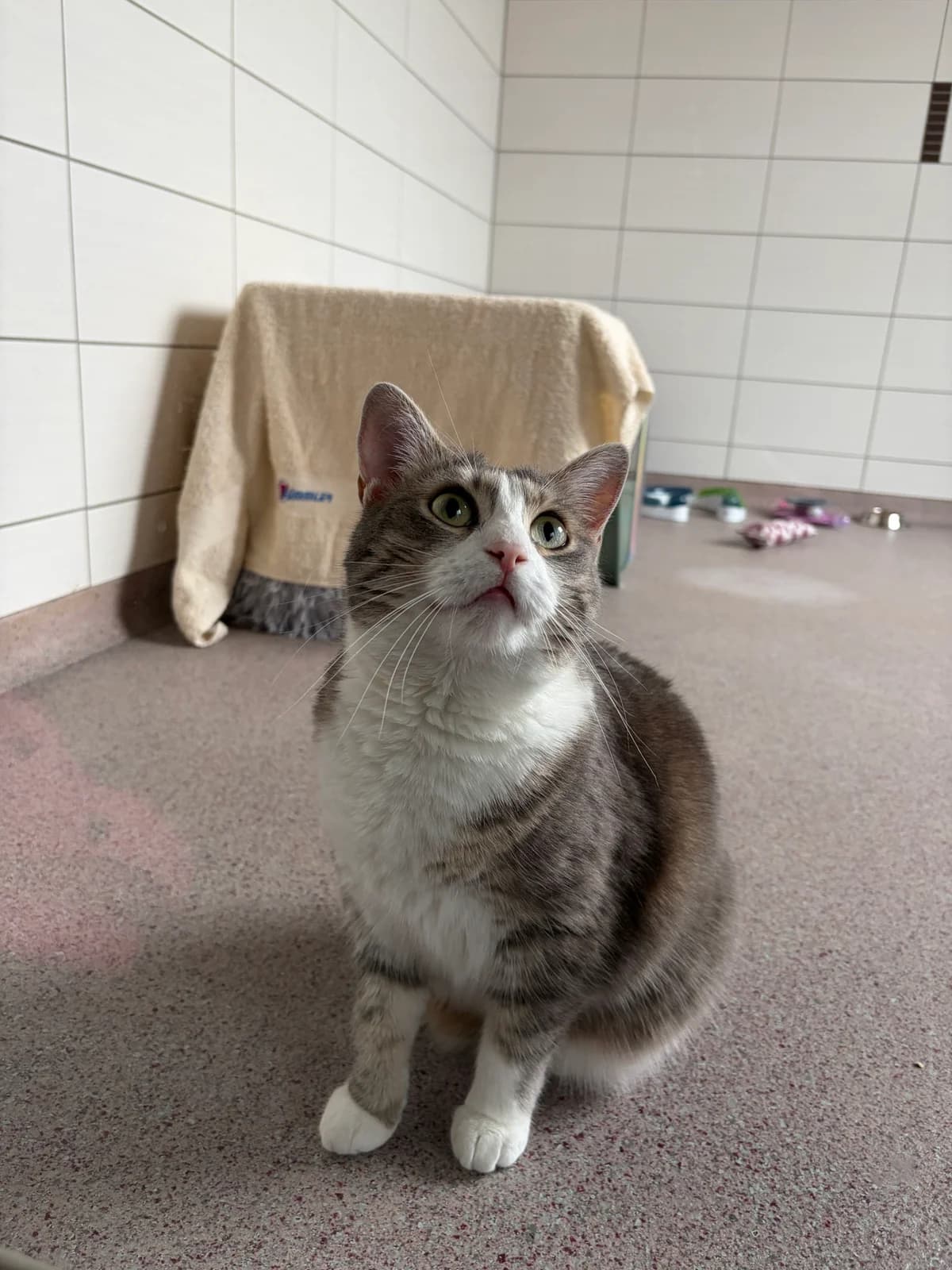 Elsa, female 4yo mixed breed for adoption at Tierheim Crailsheim
