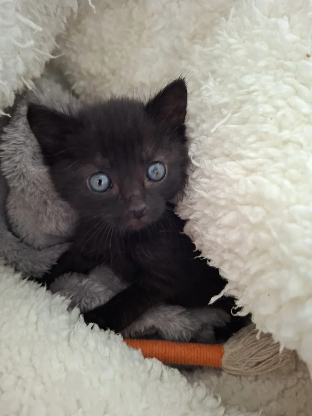 Findus, male puppy Mixed Breed for adoption at Tierheim Crailsheim
