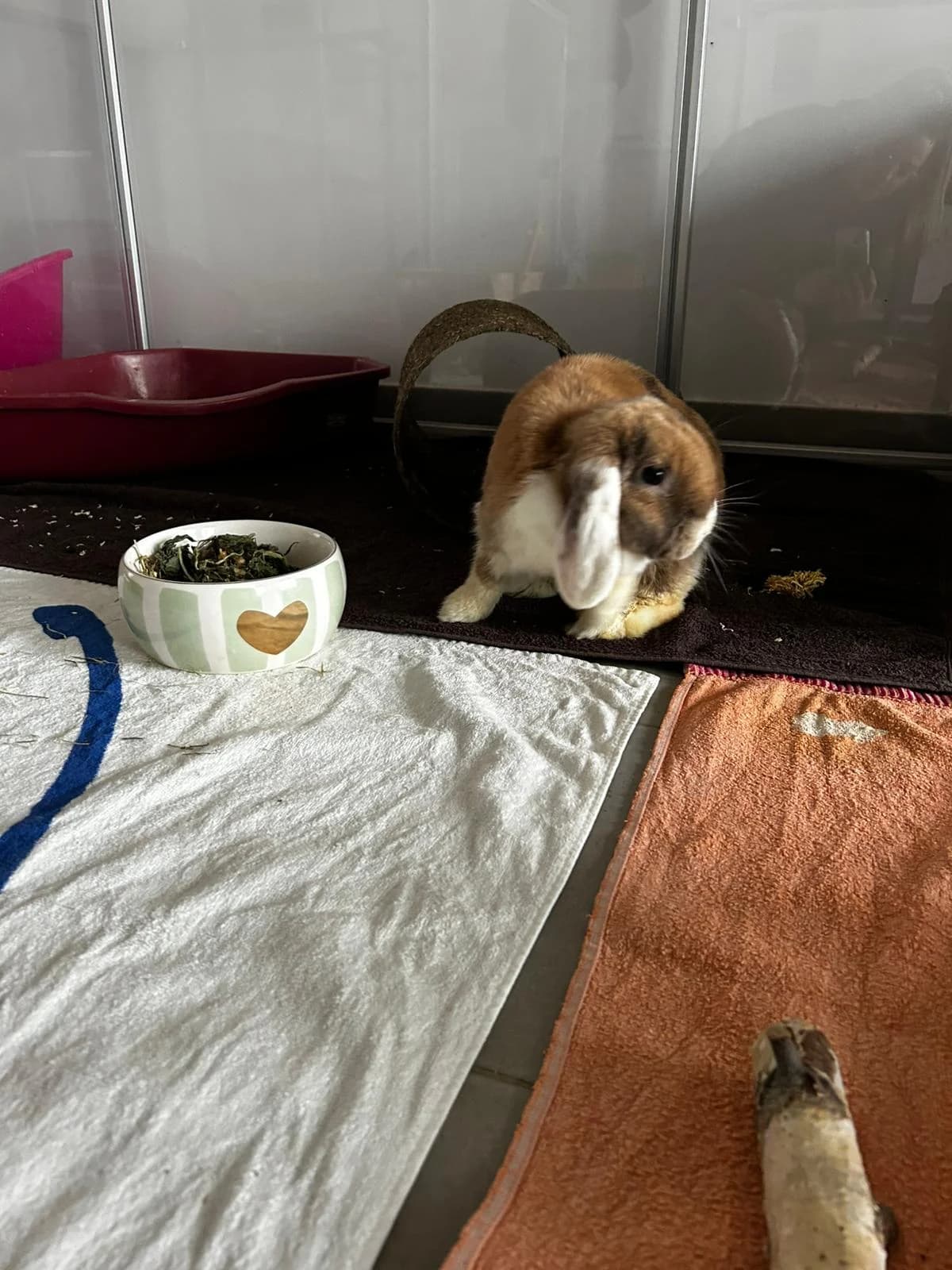 Ivy, female mixed breed for adoption at Tierheim Crailsheim