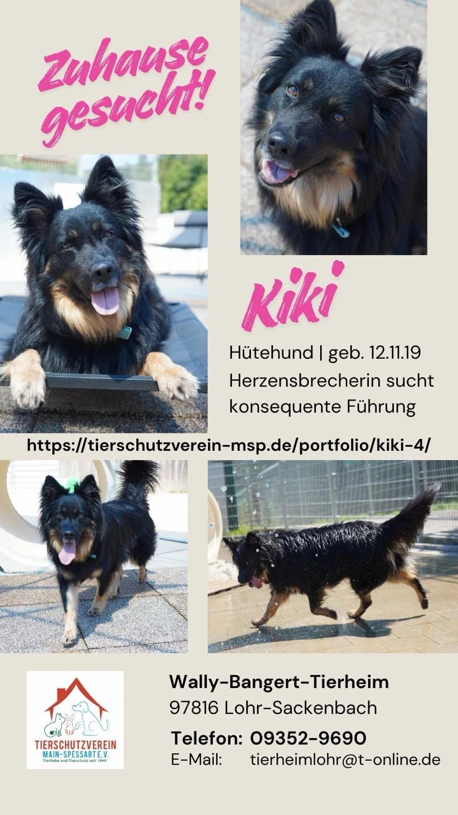 Pixel, male Belgian Malinois for adoption at Tierheim Crailsheim