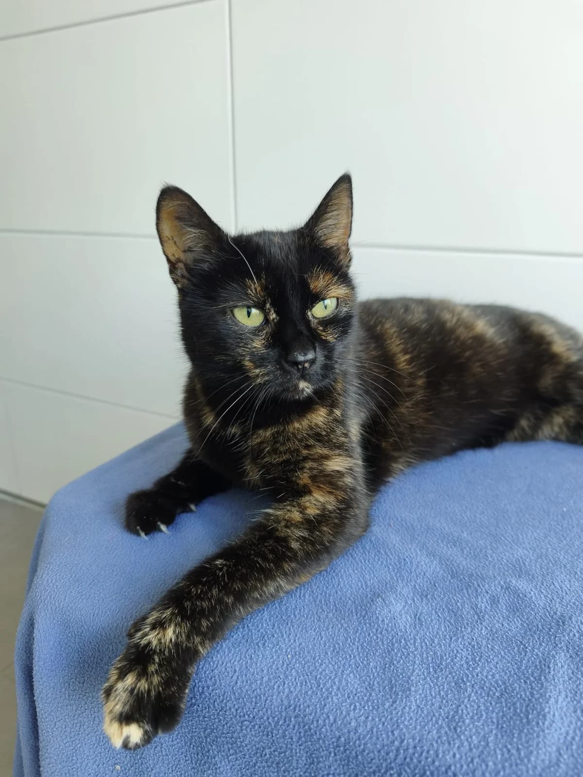 Lilly, female Mixed Breed for adoption at Tierheim Crailsheim