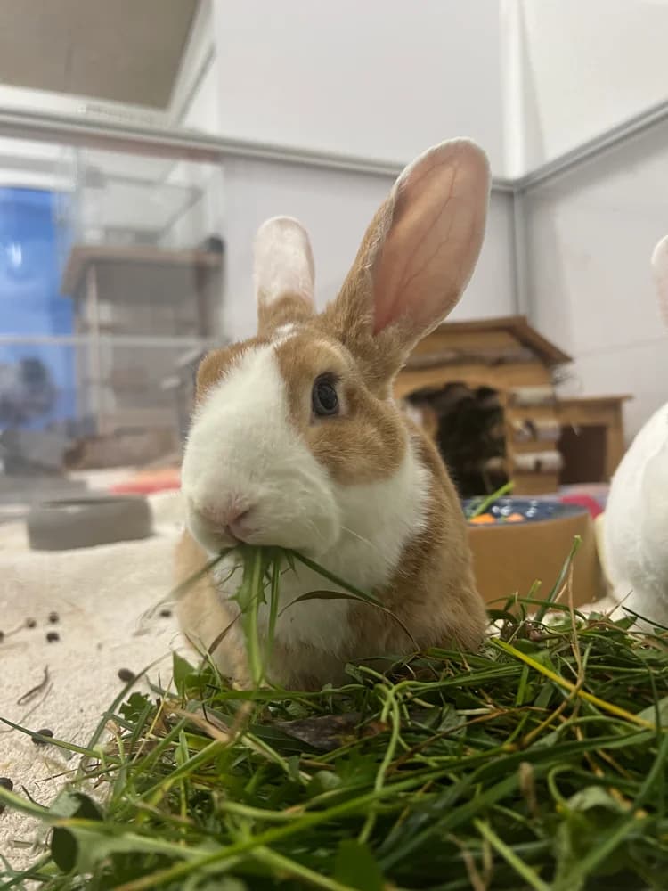 Han, male mixed breed for adoption at Tierheim Crailsheim