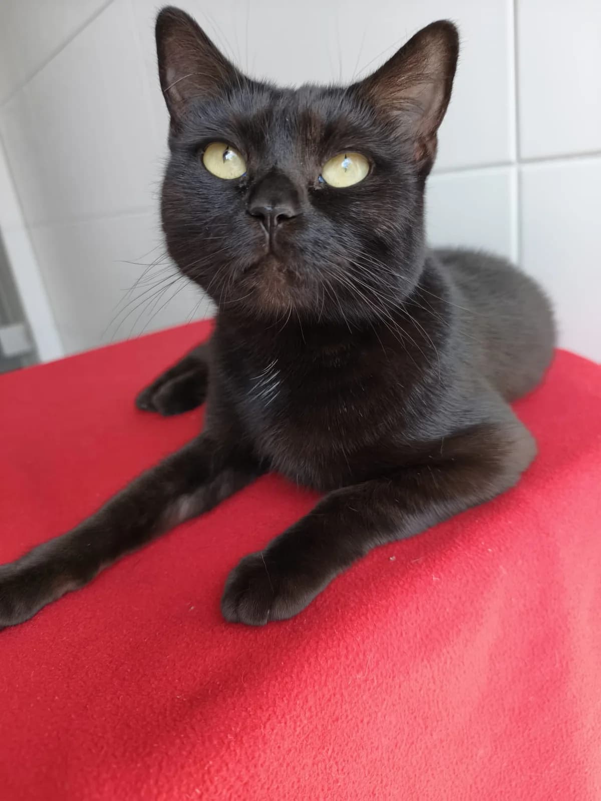 Luna, female 4yo mixed breed for adoption at Tierheim Crailsheim