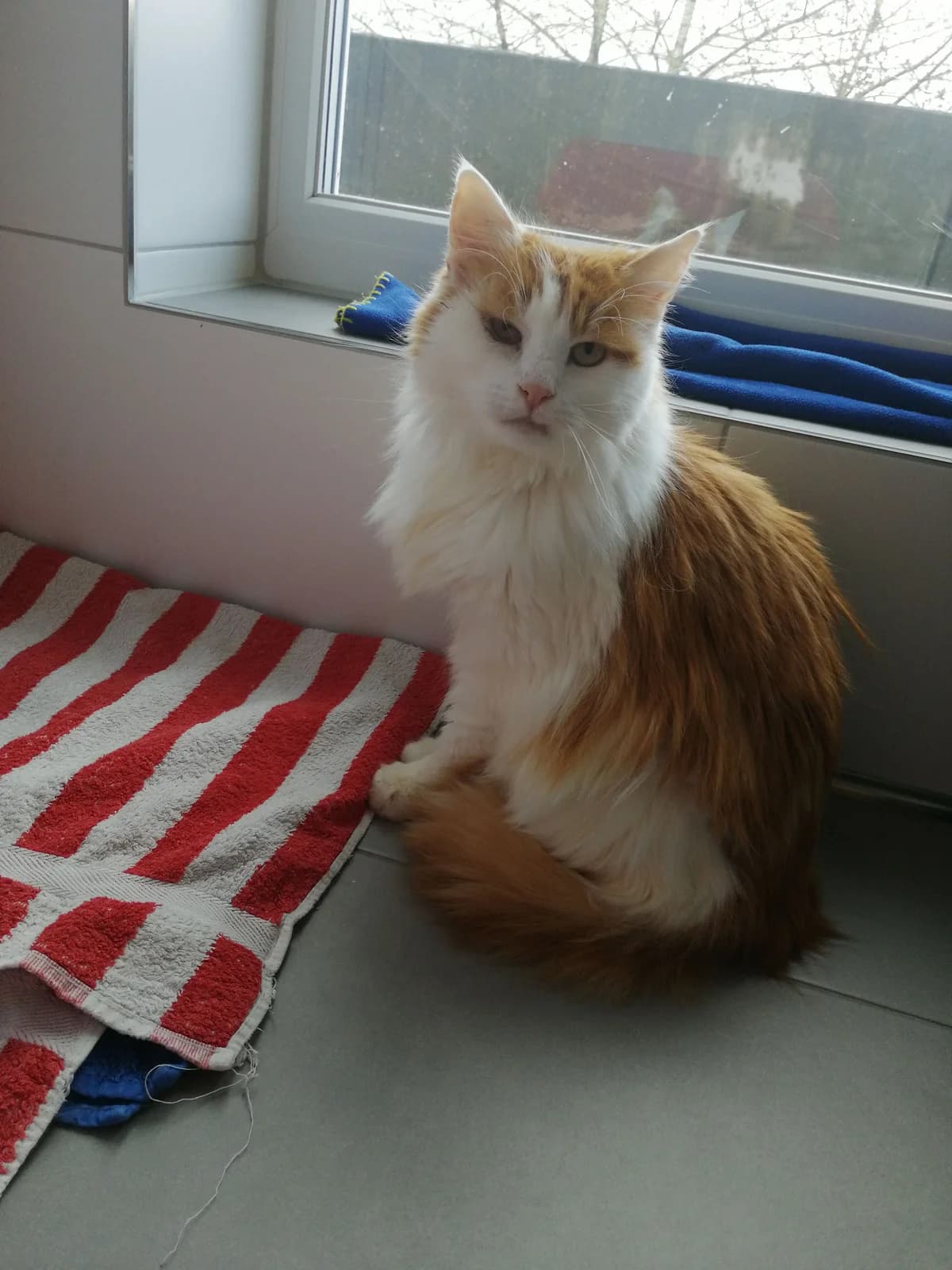 Yoyo, female mixed breed for adoption at Tierheim Crailsheim