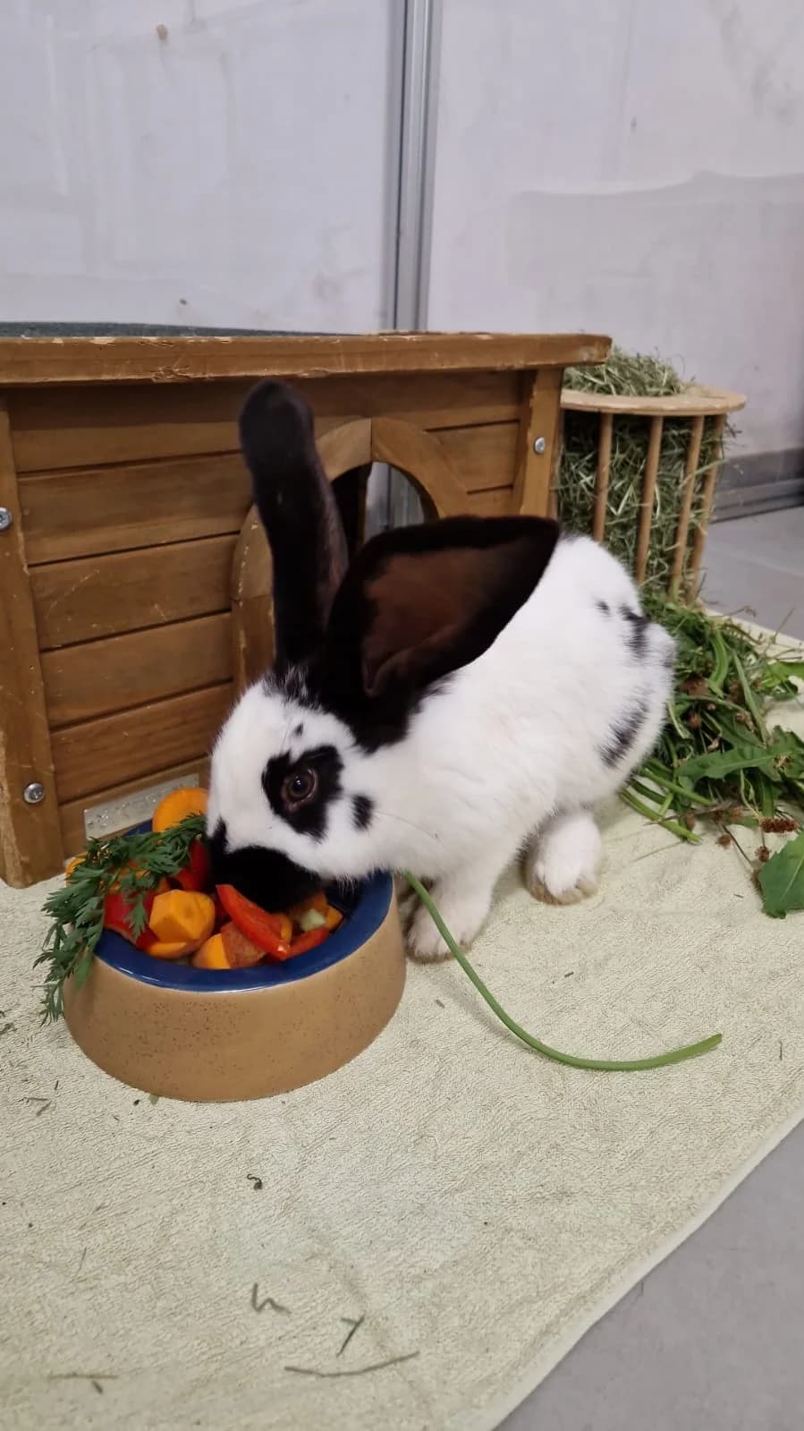 Panda, female mixed breed for adoption at Tierheim Crailsheim