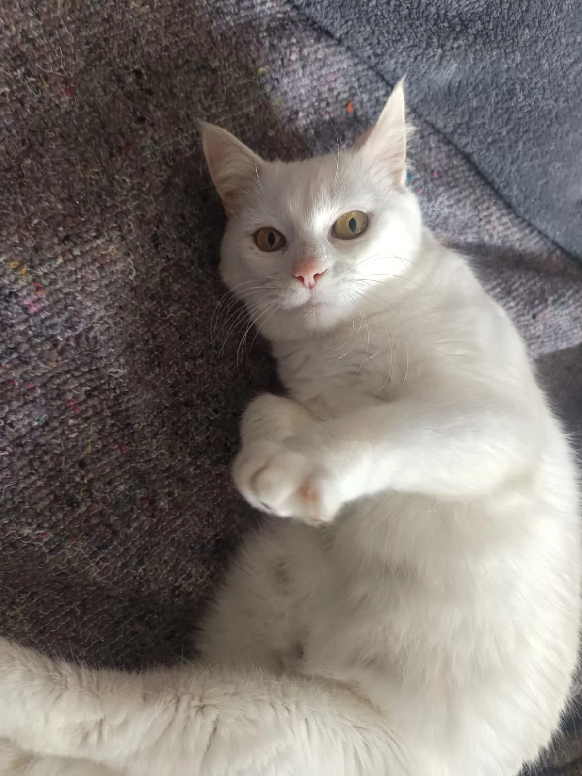 Ati, male Mixed Breed for adoption at Tierheim Crailsheim