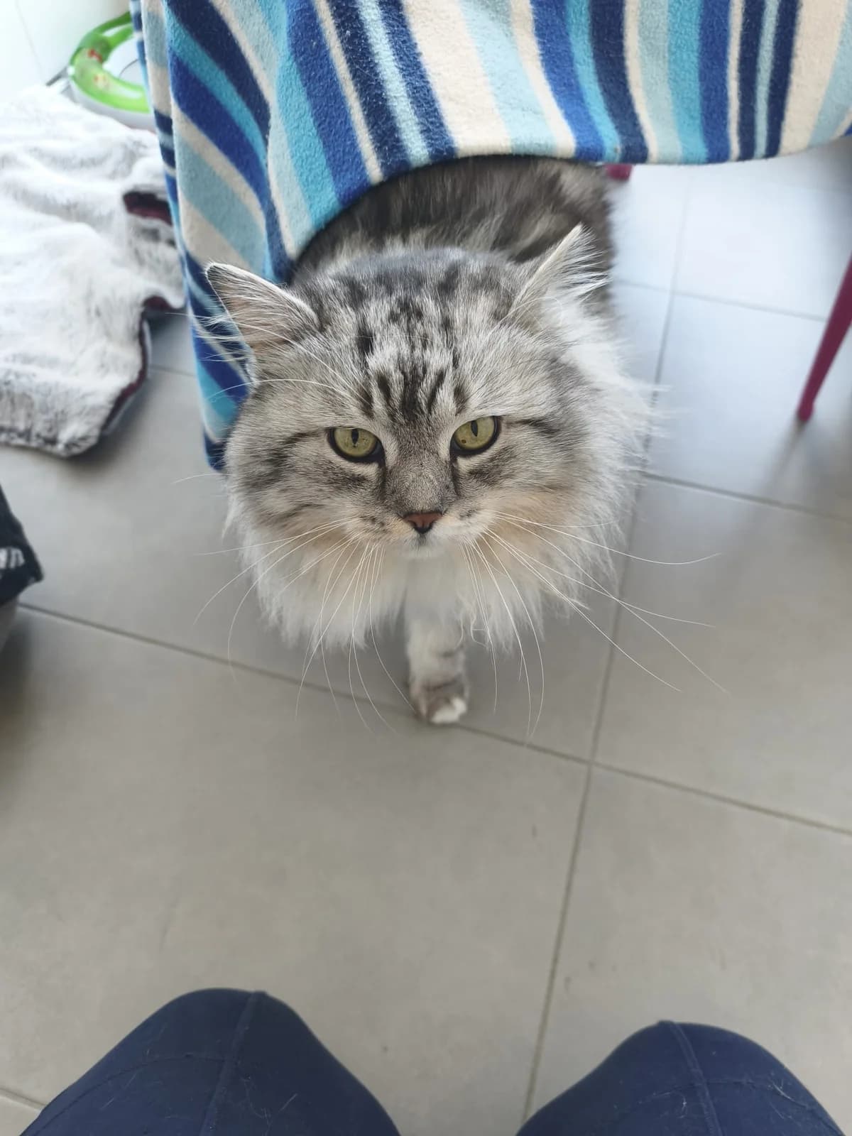 Smokey, male young mixed breed for adoption at Tierheim Crailsheim