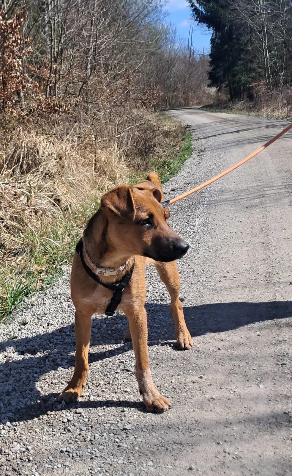 Pixel, male Belgian Malinois for adoption at Tierheim Crailsheim
