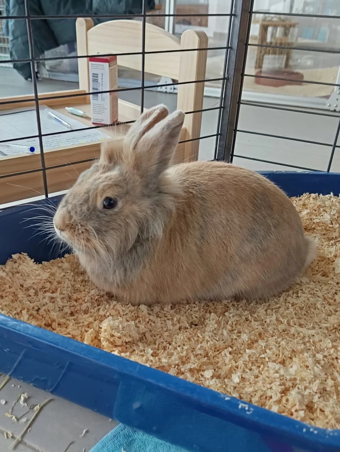 Stupsi, female Mixed Breed for adoption at Tierheim Crailsheim