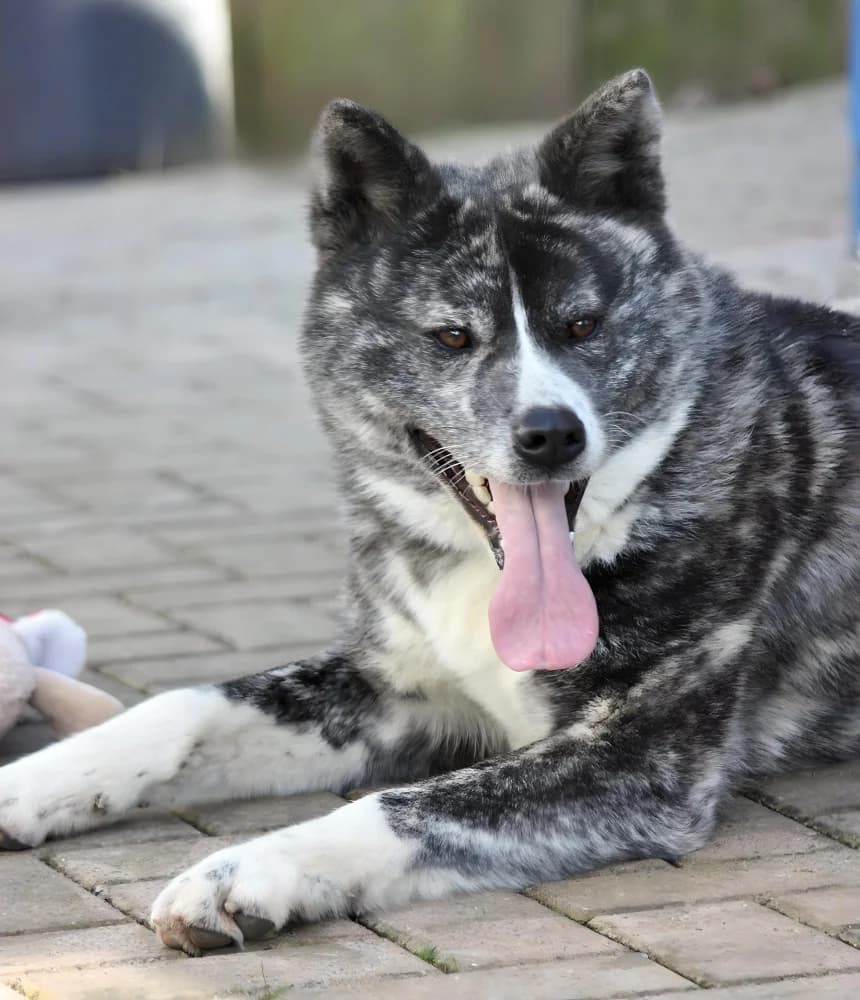 Vermittlung von Konstanz aus: Asuka, female young Mixed Breed for adoption at Tierheim Dallau, Elztal