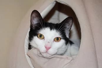 Hugo, male young European Shorthair for adoption at Tierheim Darmstadt, Darmstadt