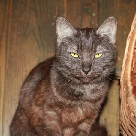 Livin, female young British Shorthair for adoption at Tierheim Darmstadt, Darmstadt