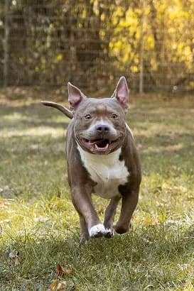 Bolo, male 4yo Staffordshire Bull Terrier for adoption at Tierheim Darmstadt, Darmstadt