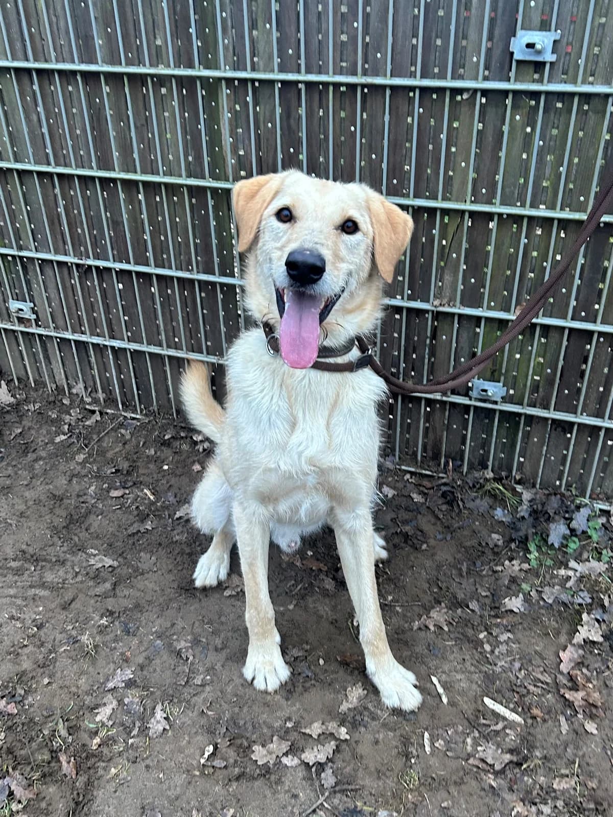 Bubba, male young Labrador Retriever for adoption at Tierheim Darmstadt, Darmstadt