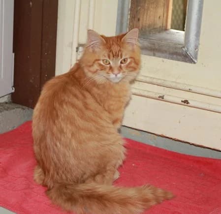 Alfred, male young mixed breed for adoption at Tierheim Darmstadt, Darmstadt