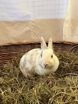Schneewittchen, female young mixed breed for adoption at Tierheim Darmstadt, Darmstadt