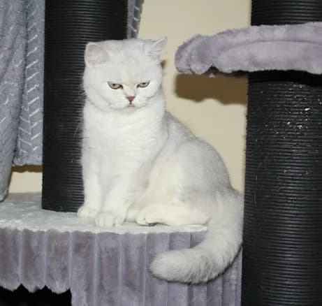 Priscilla Pursley, weiß female 3yo British Shorthair for adoption at Tierheim Darmstadt, Darmstadt