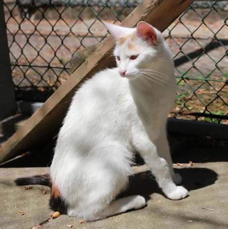 Zizi, female 3yo European Shorthair for adoption at Tierheim Darmstadt, Darmstadt