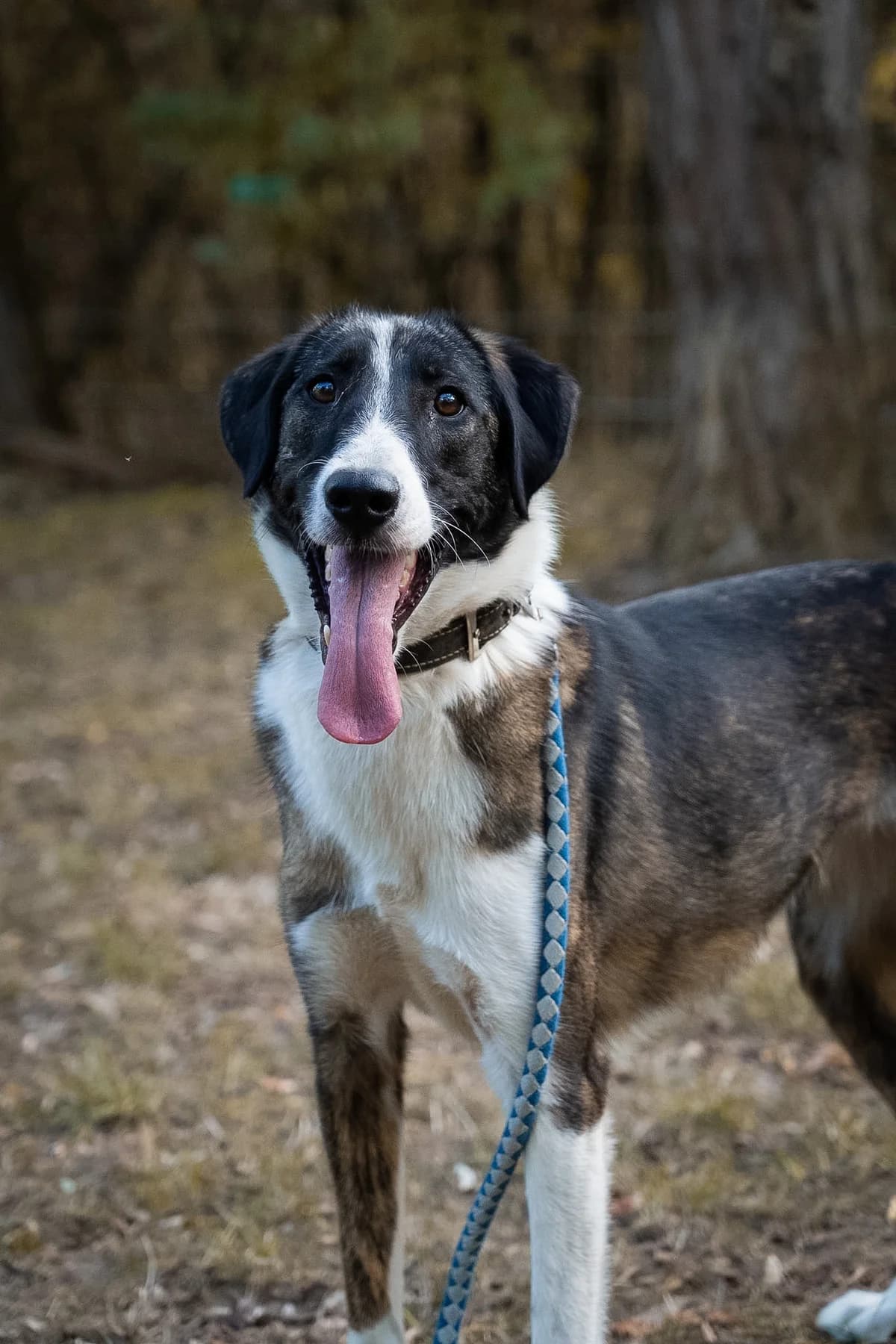 Kiki, female 3yo Mixed Breed for adoption at Tierheim Darmstadt, Darmstadt