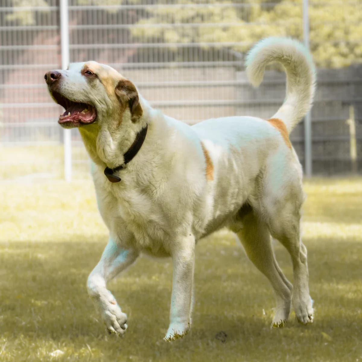 Jimmy, male senior Mixed Breed for adoption at Tierheim Darmstadt, Darmstadt