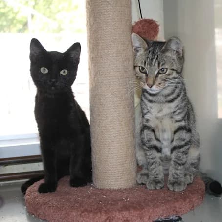 Kartoffel & Knödel, male puppy European Shorthair for adoption at Tierheim Darmstadt, Darmstadt