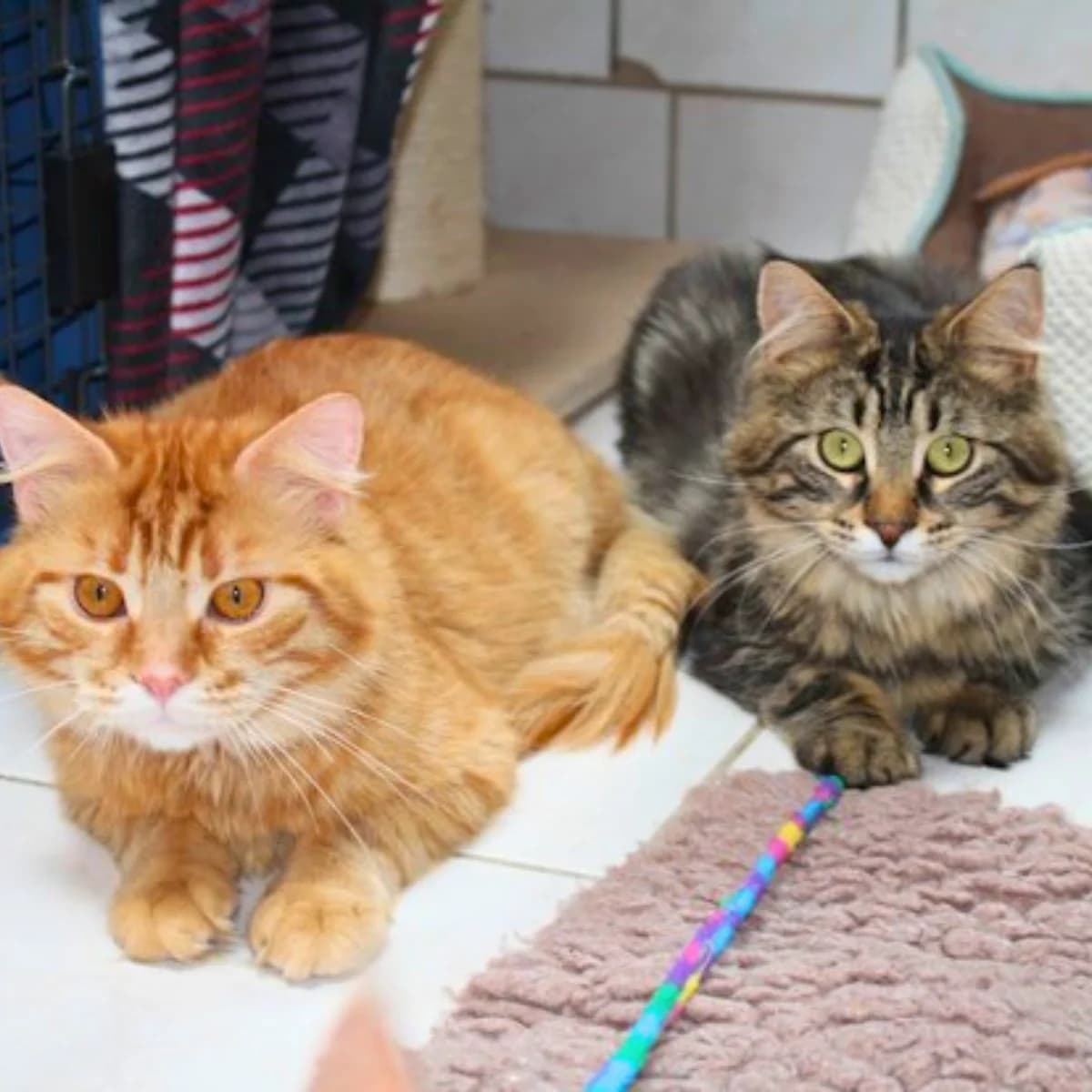 Johann & Zoran, male young Maine Coon for adoption at Tierheim Darmstadt, Darmstadt