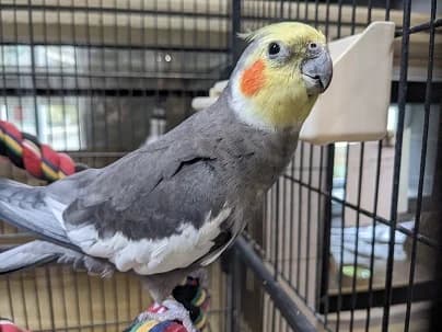Friedrich, male mixed breed for adoption at Tierheim Darmstadt, Darmstadt