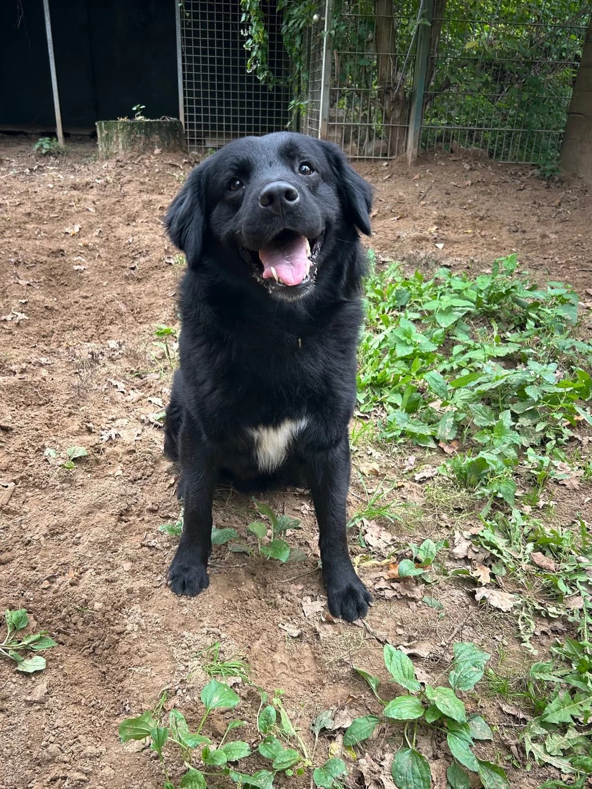 Charlie, male 3yo Mixed Breed for adoption at Tierheim Darmstadt, Darmstadt