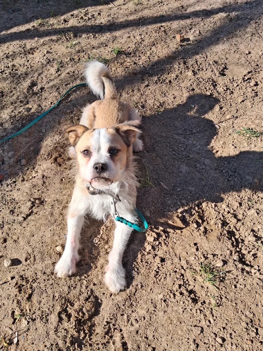 Anubis, male 4yo Mixed Breed for adoption at Tierheim Darmstadt, Darmstadt