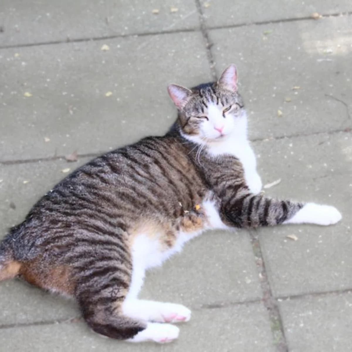 Teddy, getigert male 5yo European Shorthair for adoption at Tierheim Darmstadt, Darmstadt
