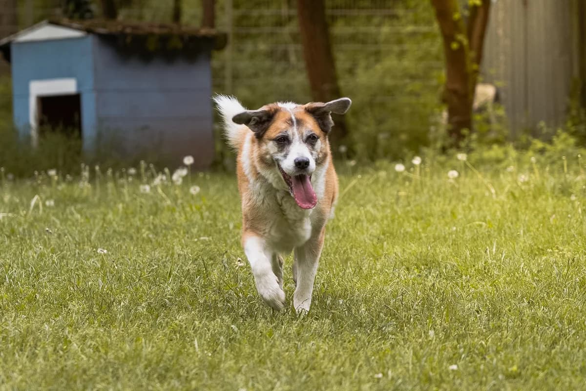Maya, female senior Mixed Breed for adoption at Tierheim Darmstadt, Darmstadt