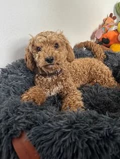 Puck, male young Maltipoo for adoption at Tierheim Darmstadt, Darmstadt
