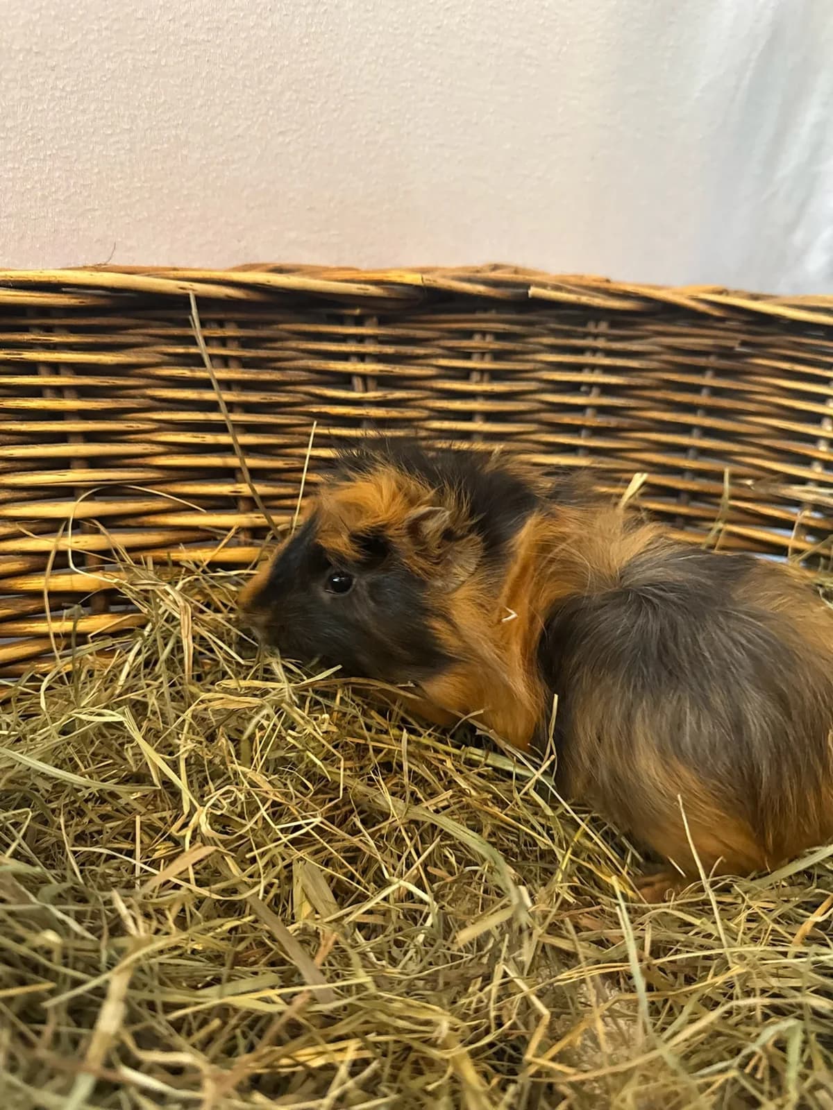 Chilli, male puppy mixed breed for adoption at Tierheim Darmstadt, Darmstadt