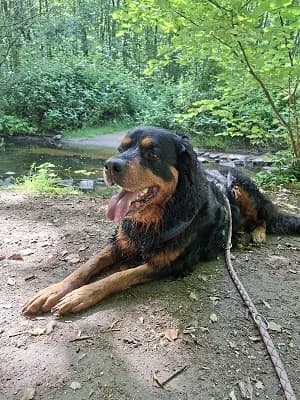 Zambayou, male senior Labrador Retriever for adoption at Tierheim Darmstadt, Darmstadt
