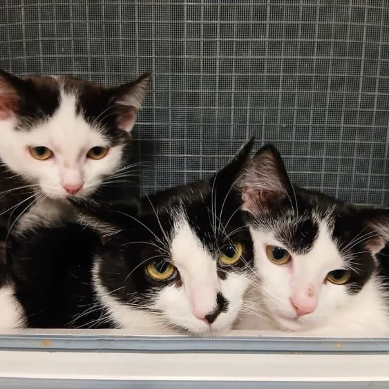 Oskar, Ornella, Ophelia, Ottilia, male puppy European Shorthair for adoption at Tierheim Darmstadt, Darmstadt