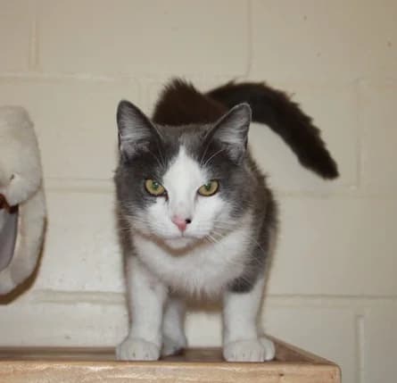 Mara, grau female 4yo European Shorthair for adoption at Tierheim Darmstadt, Darmstadt