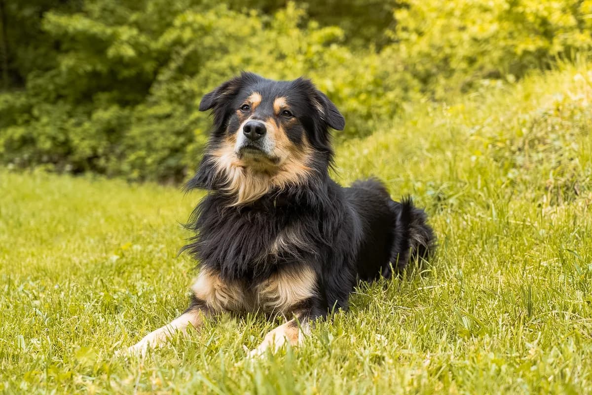 Wolle, male 5yo Mixed Breed for adoption at Tierheim Darmstadt, Darmstadt