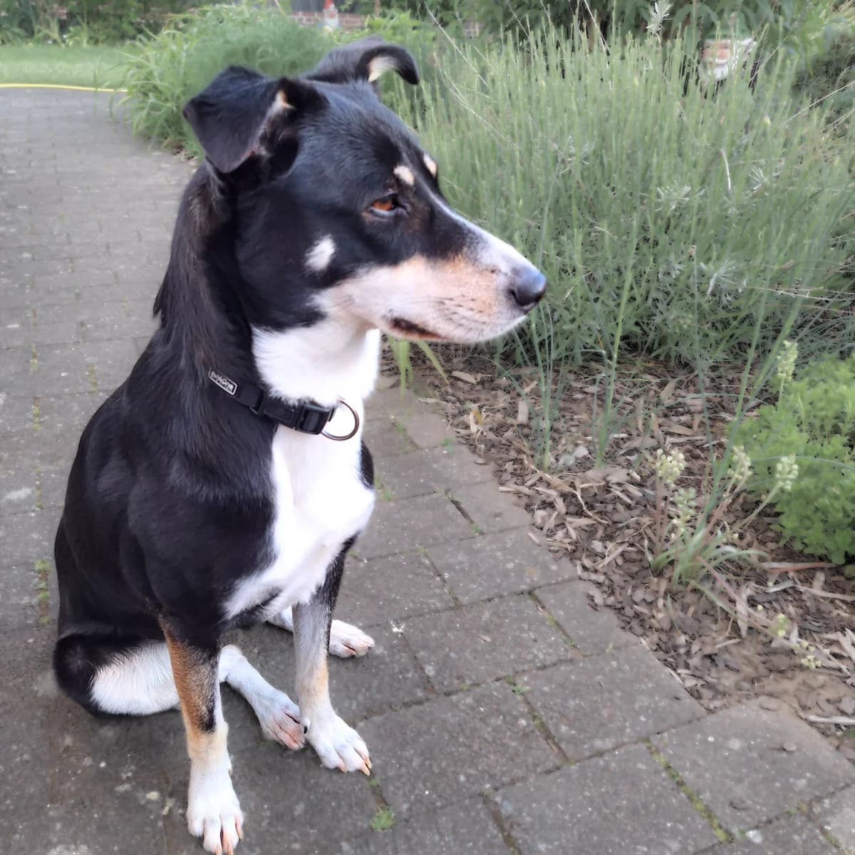 Dana, female 4yo Mixed Breed for adoption at Tierheim Darmstadt, Darmstadt