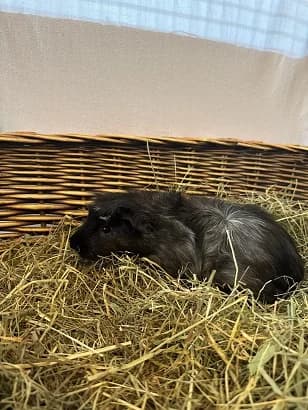 Gudrun, female puppy mixed breed for adoption at Tierheim Darmstadt, Darmstadt