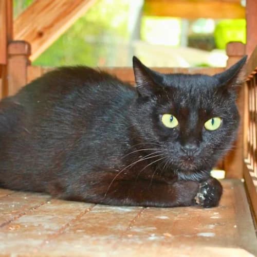 Humpelchen, female 5yo European Shorthair for adoption at Tierheim Darmstadt, Darmstadt