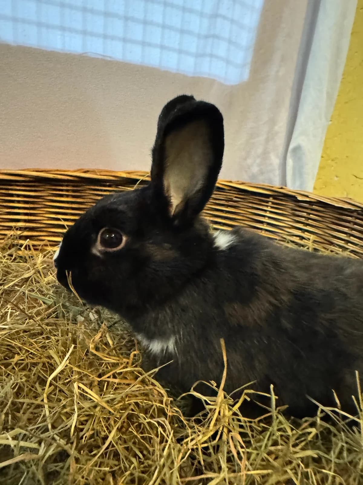Hilde, female young mixed breed for adoption at Tierheim Darmstadt, Darmstadt
