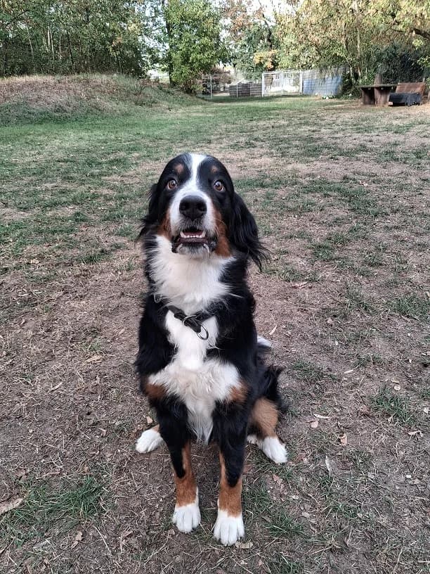 Dala, female young Bernese Mountain Dog for adoption at Tierheim Darmstadt, Darmstadt